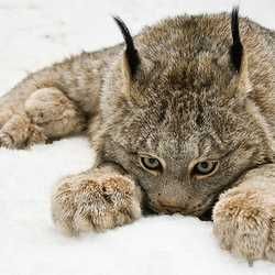 squishylynxie - squishylynxie OnlyFans